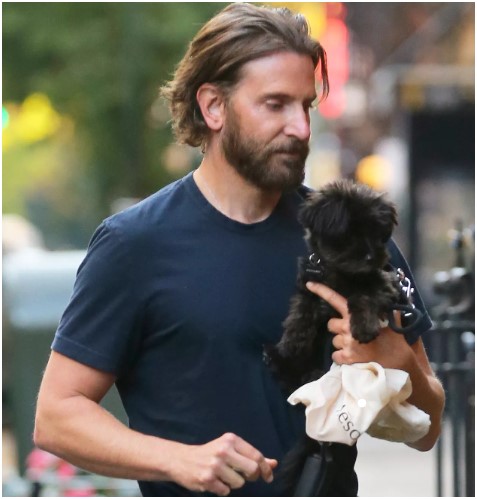 Bradley Cooper's puppy